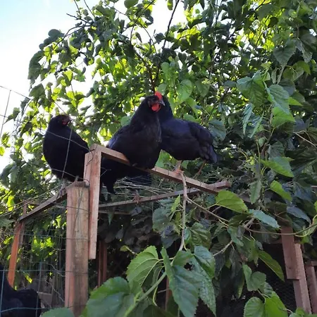 Finca La Jaraca * Tacoronte